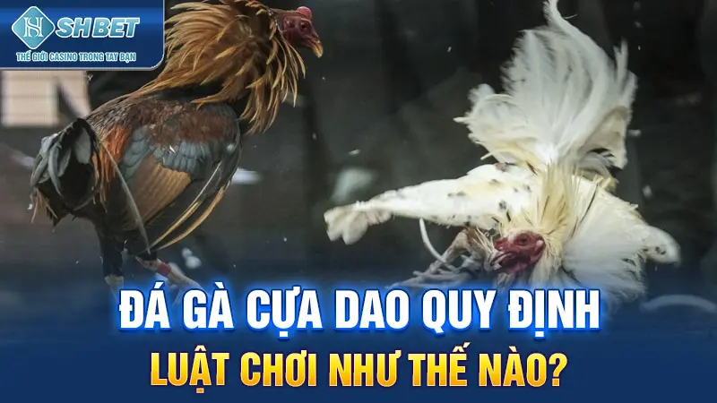 Đá gà cựa dao quy định luật chơi như thế nào